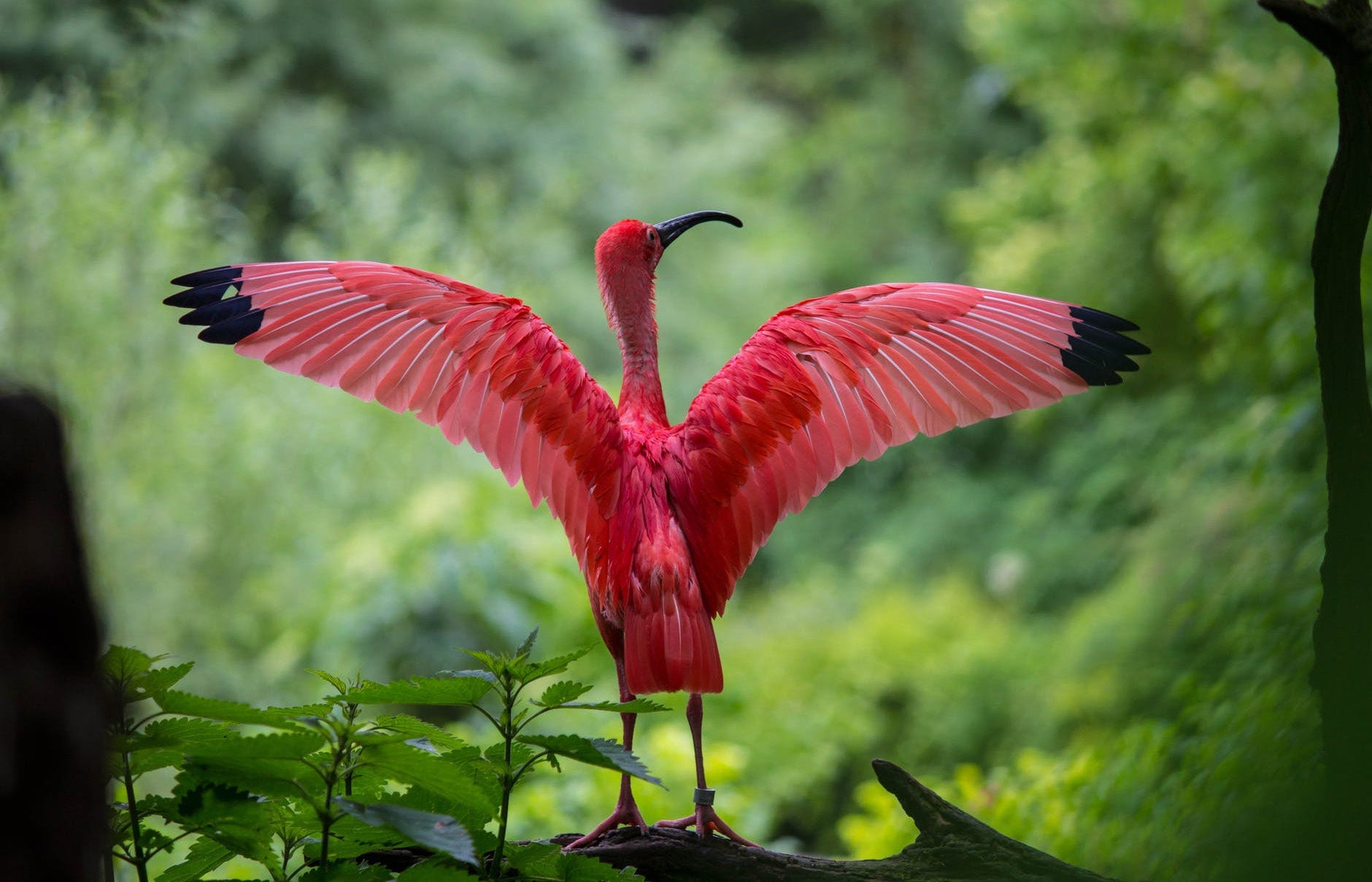 El desarrollo de la capacidad de volar es un ejemplo típico de evolución convergente.