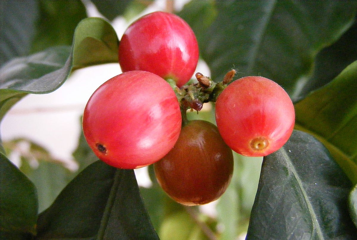 Frutos de la planta del café