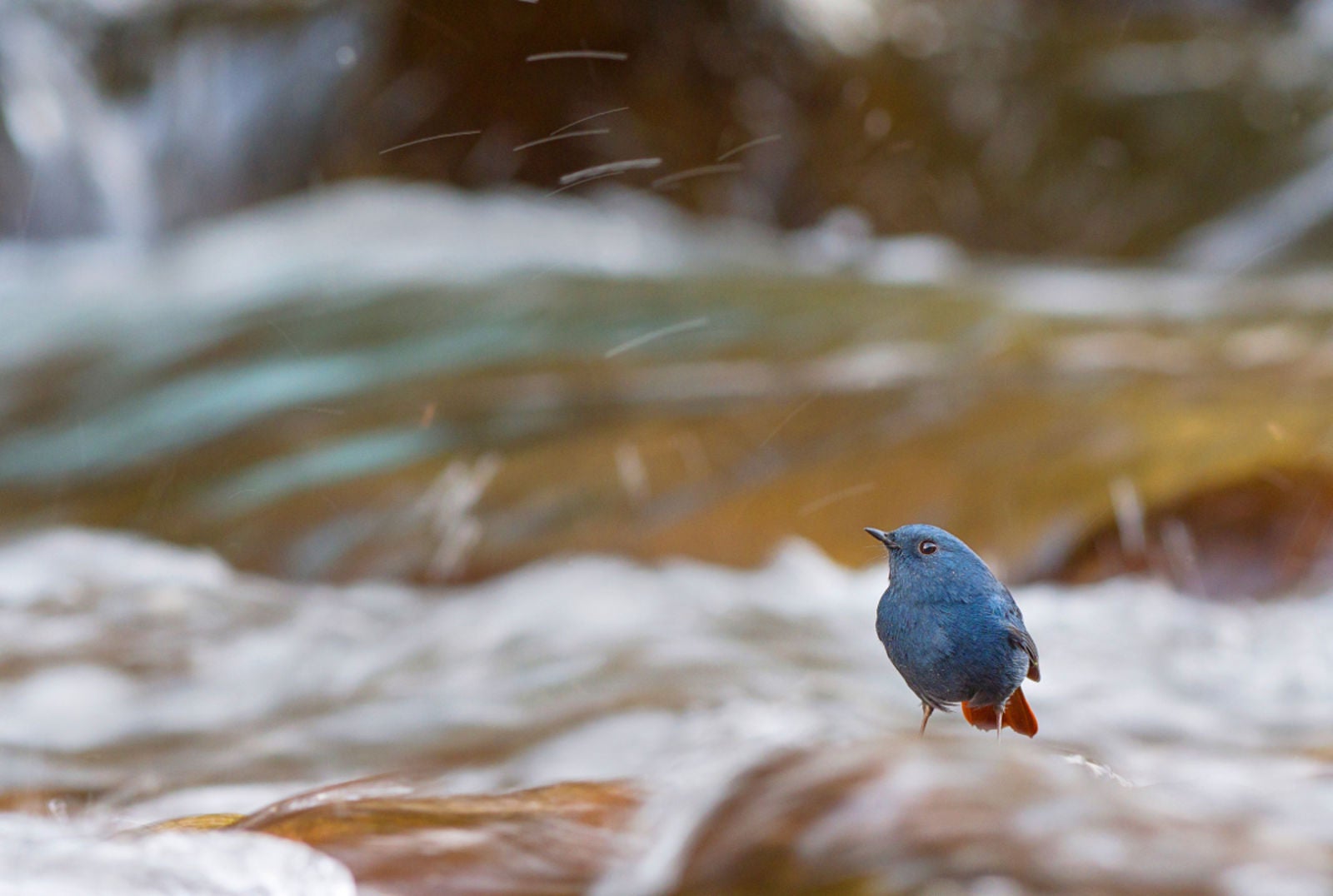 Un colirrojo tizón espera cerca de una cascada espera a capturar un plecóptero para comer. Imagen: Nilanjan Chatterjee/British Ecological Society