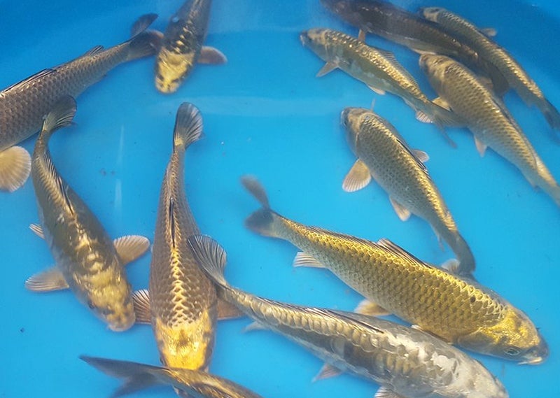 Carpas Fantasma a la venta en Carp Co.