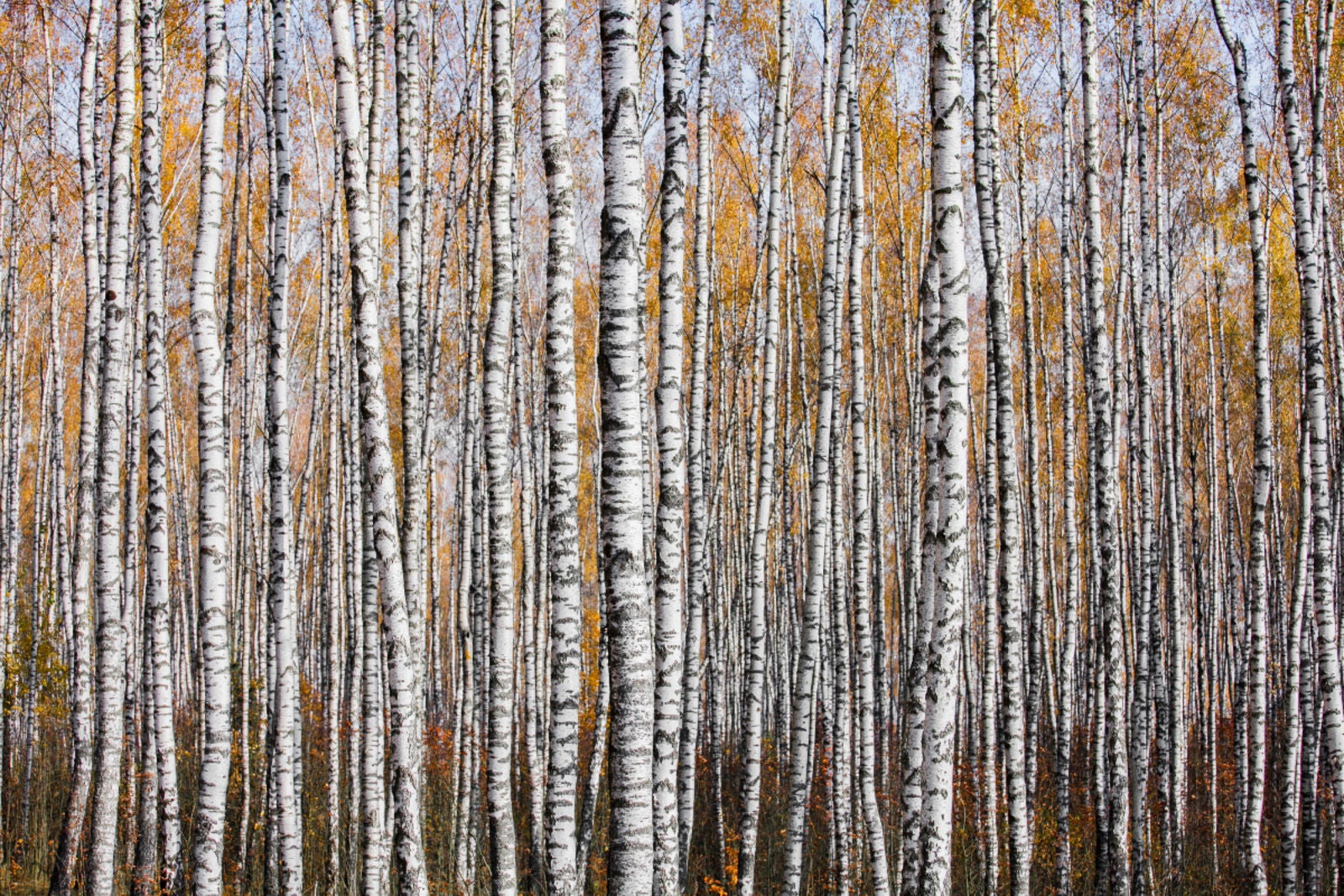 Un precioso bosque de abedules en otoño. Imagen: Mikhail Kapychka/British Ecological Society