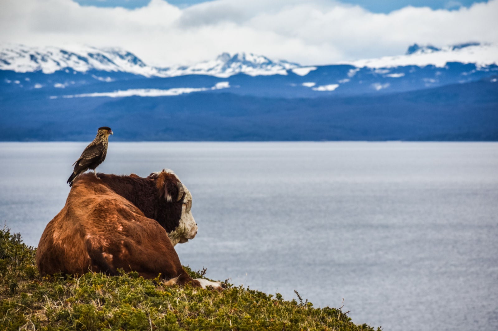 ¿Estás viendo lo mismo que yo? Un chimango y una vaca descansan juntos en el Canal Beagle, cerca de los Andes. Imagen: Pablo Javier Merlo/British Ecological Society