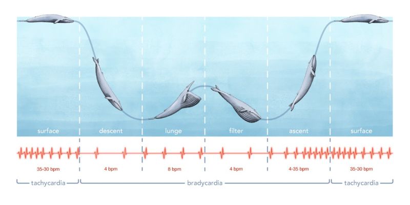 Image: Diagrama que muestra el ritmo cardíaco de la ballena azul a medida que avanza en su rutina de alimentación