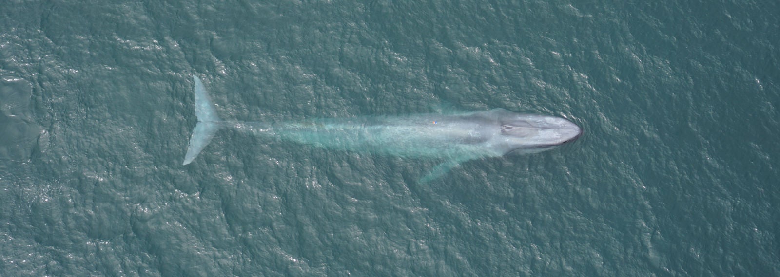 Image: Una ballena azul medida frente a la costa de California en la Bahía de Monterey.
