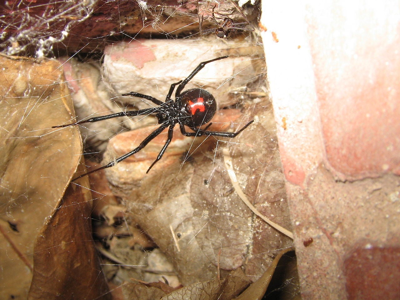Latrodectus mactans