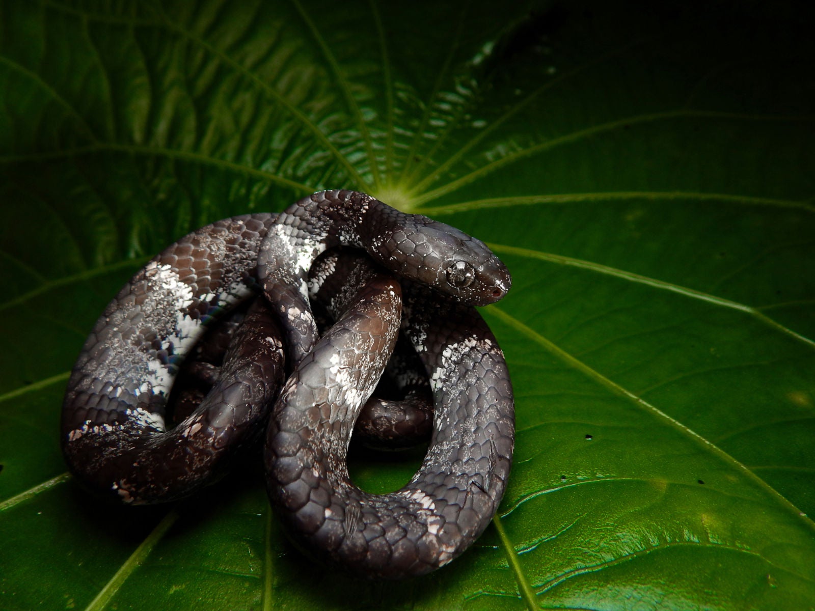Una serpiente acechando a su presa. Imagen: Khristian V. Valencia