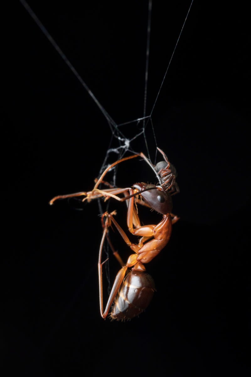 Una pequeña araña encontrada en Malasia ha conseguido atrapar una hormiga mucho más grande que ella. Imagen: Roberto García Roa/British Ecological Society