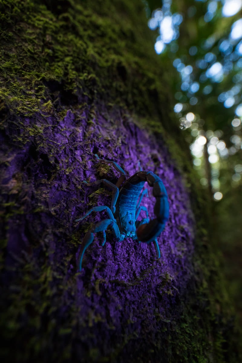 Un escorpión de Madagascar brilla bajo una luz ultravioleta. Imagen: Roberto García Roa/British Ecological Society