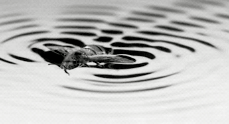 Gif: Chris Roh and Mory Gharib / Caltech