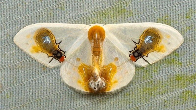 Photo: Dhfischer/iNaturalist