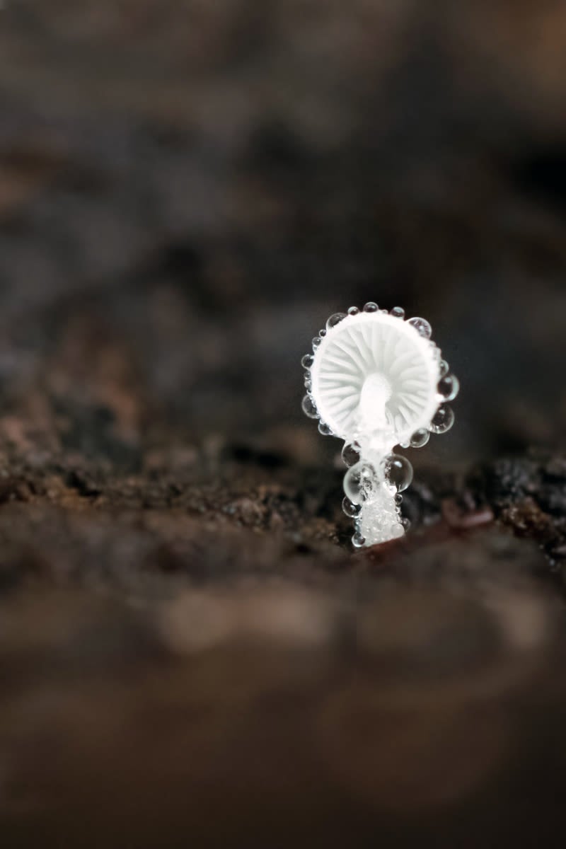 Un pequeño hongo crece dentro del tronco podrido de un árbol. El microclima que hay en el interior del tronco hace que se produzca esa condensación. Imagen: Sanne Govaert/British Ecological Society