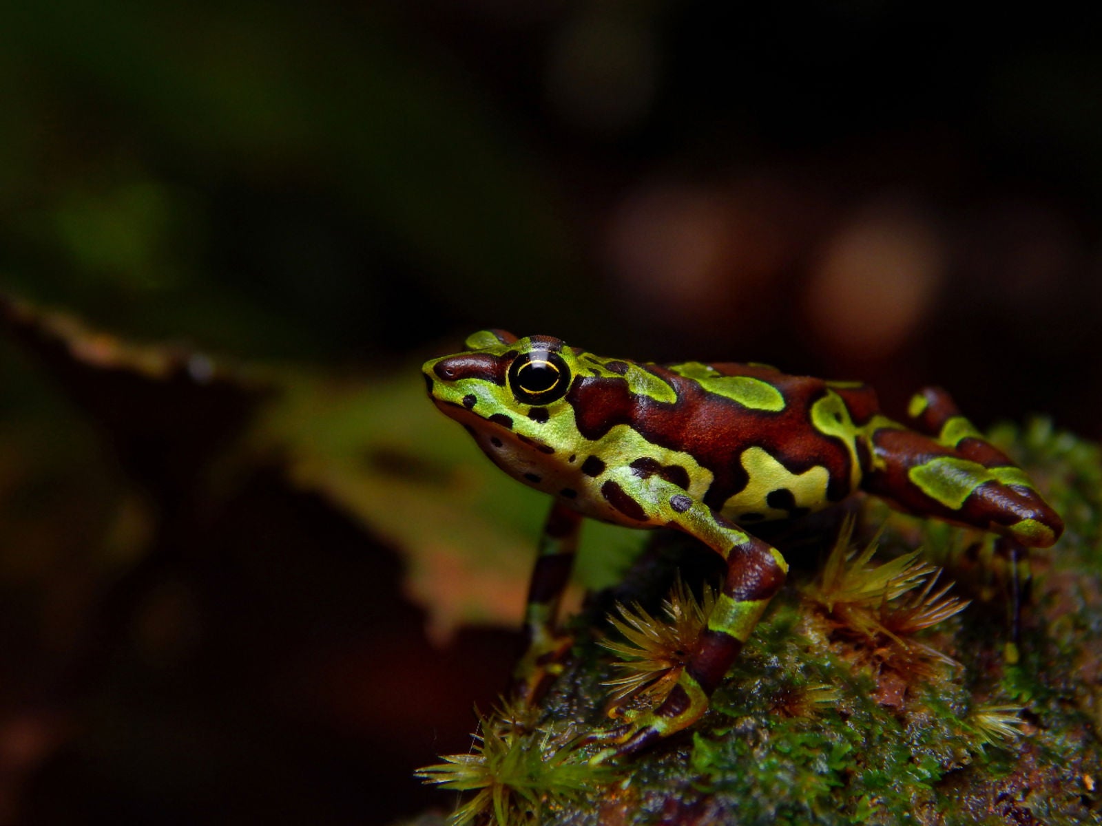 Una rana arlequín subida a una hoja en el sotobosque de Chocó en Colombia. Imagen: Khristian V. Valencia/British Ecological Society