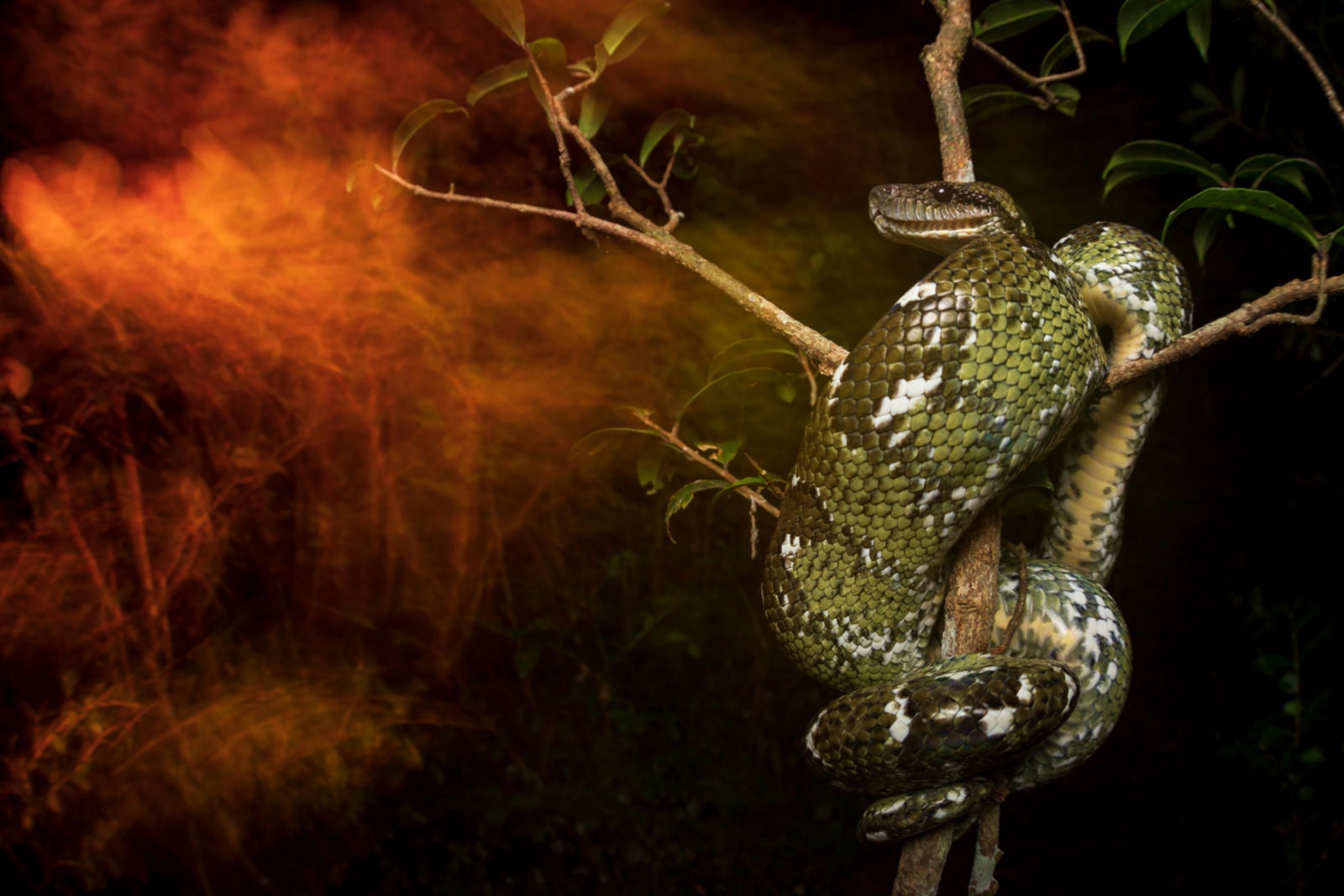 Imagen: Andrew Whitworth/British Ecological Society