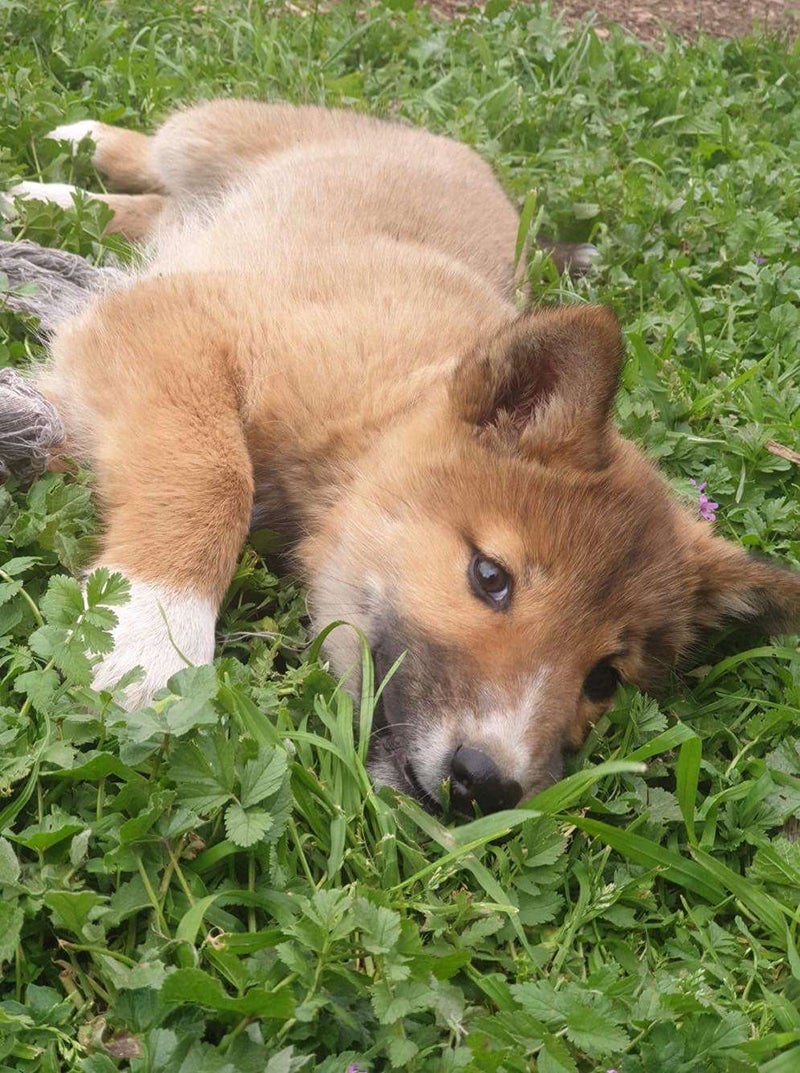 Photo: Australian Dingo Foundation