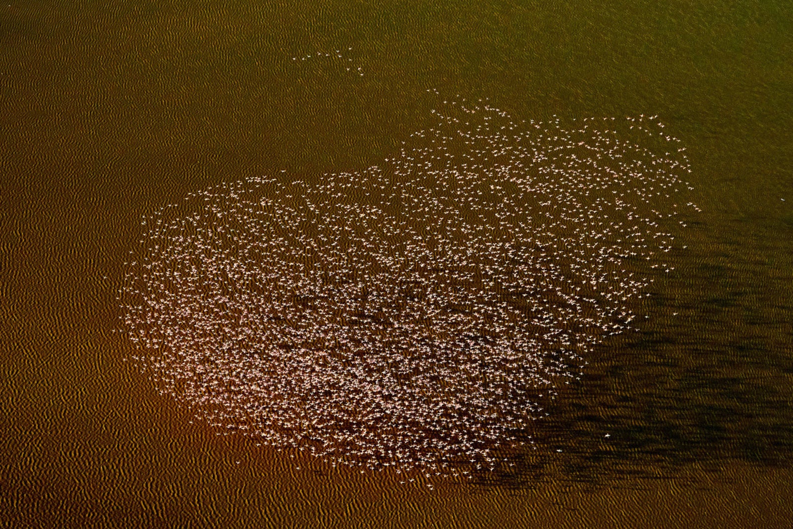 Una bandada de flamencos con forma de corazón vuela sobre el lago Madadi. Imagen: Peter Hudson/British Ecological Society