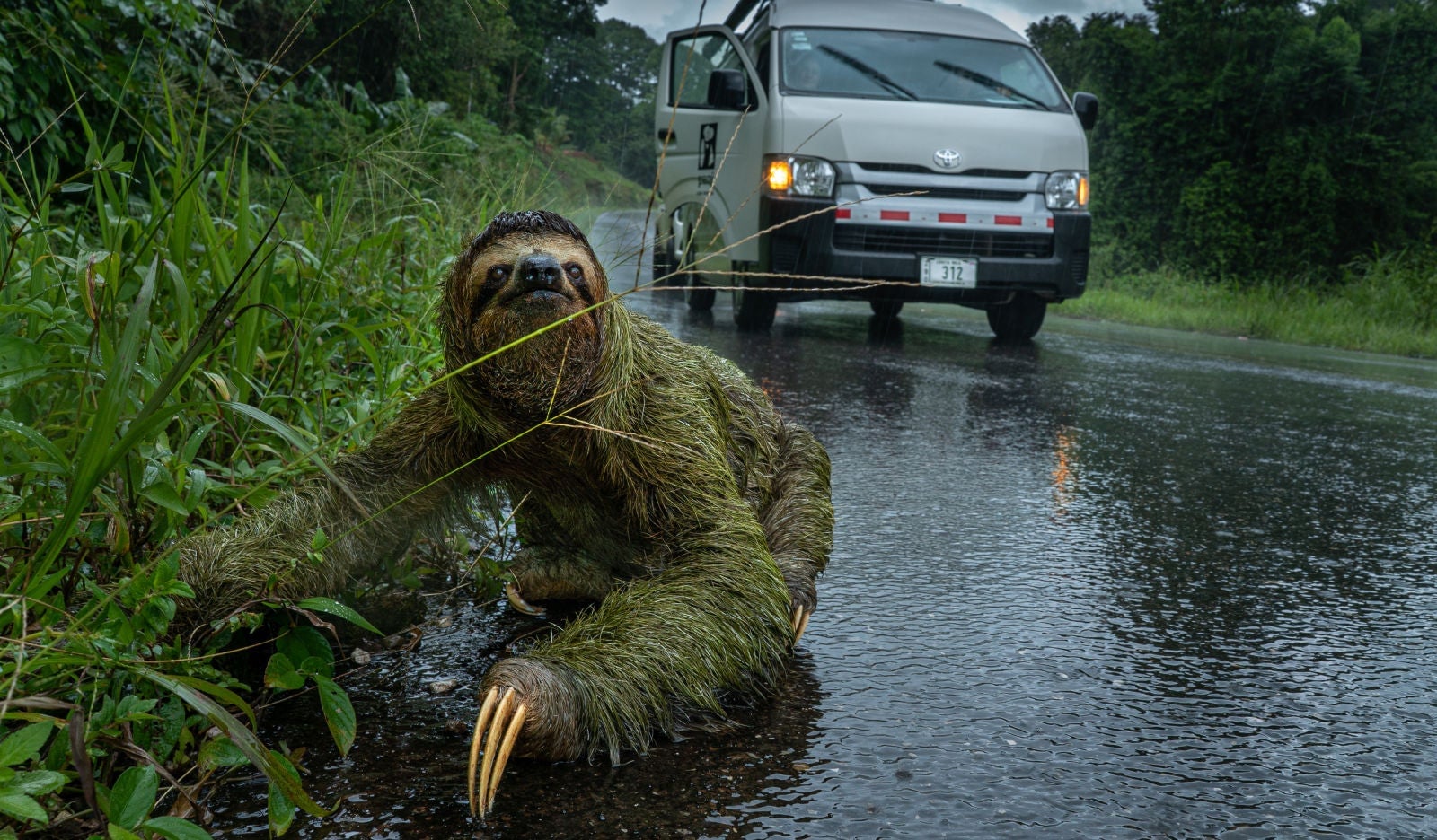 Una hembra de perezoso cruzando una carretera. Imagen: Andrew Whitworth/British Ecological Society