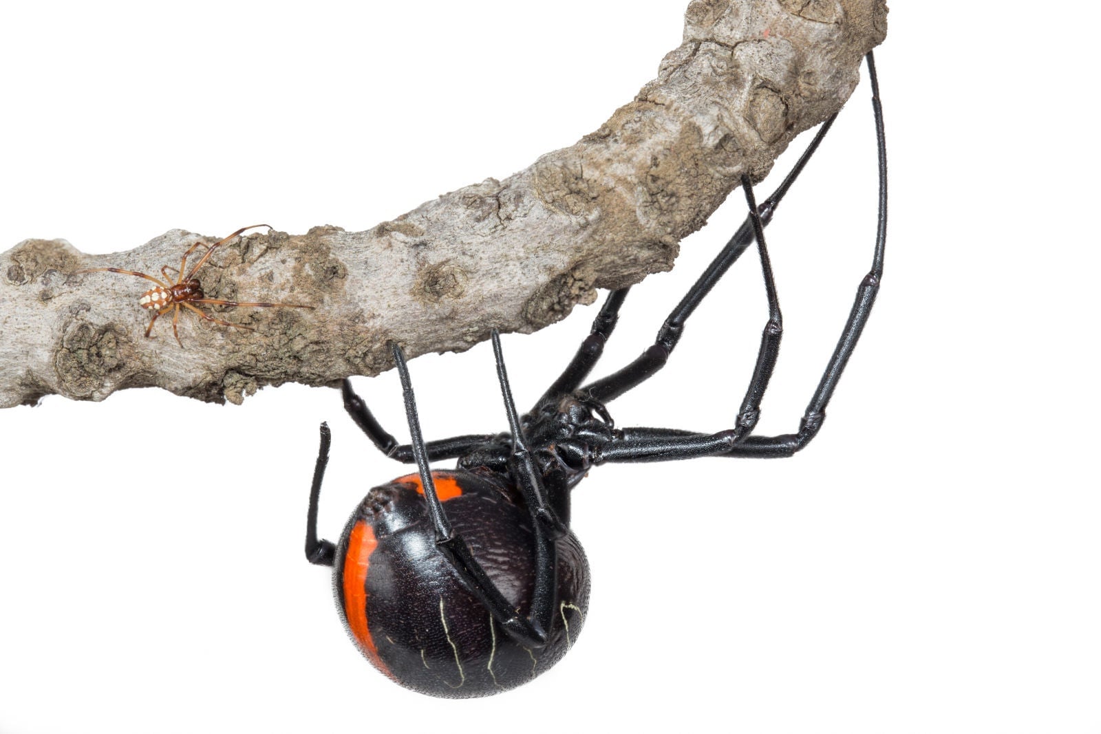 Photo: Una araña de Phinda macho (izquierda) y hembra (derecha