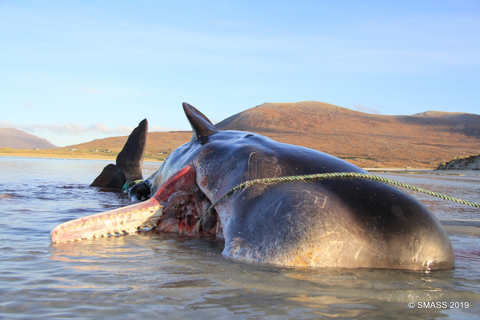 La ballena muerta durante la disección.