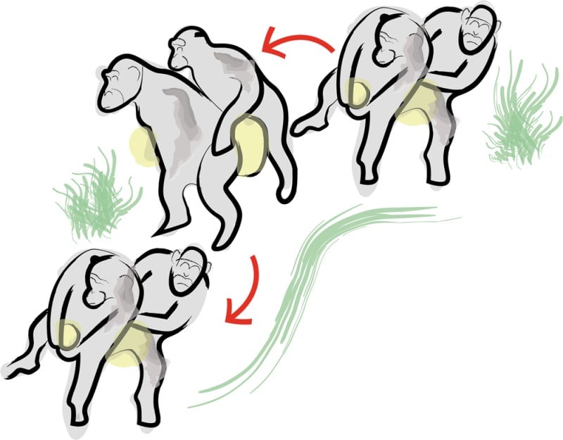 Ilustración: Lameira, et al (Scientific Reports)