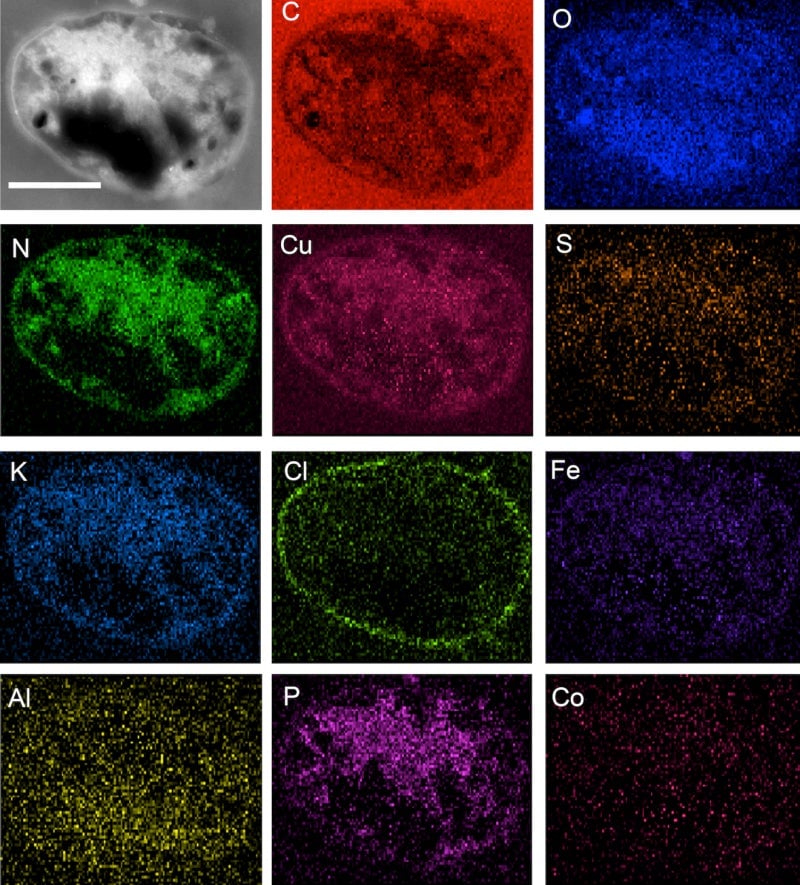 Compuestos inorgánicos dejados enm NWA 1172 por la M. Sedula.