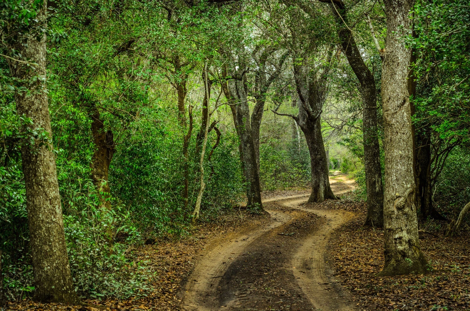 Photo: Un bosque de arena