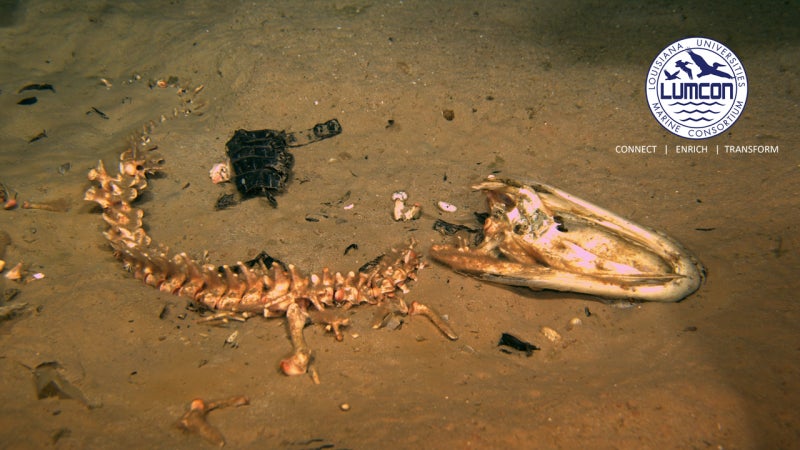 Image: 51 días después de que este caimán se dejó caer en el fondo marino, los huesos son todo lo que queda