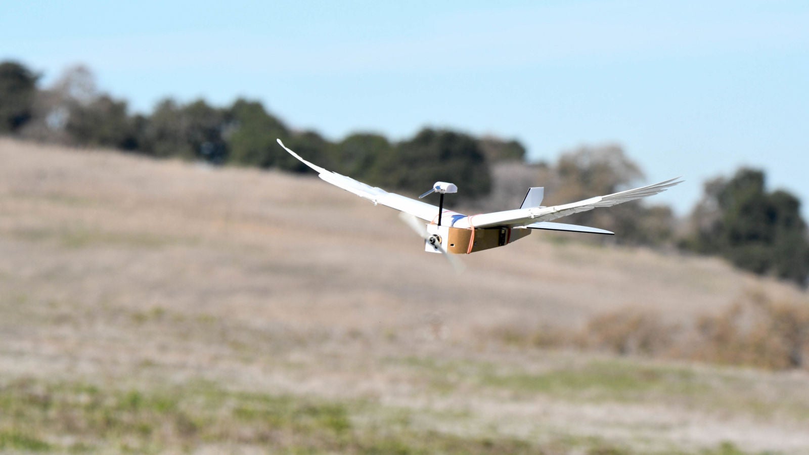  PigeonBot  Foto: Lentink Lab / Stanford University