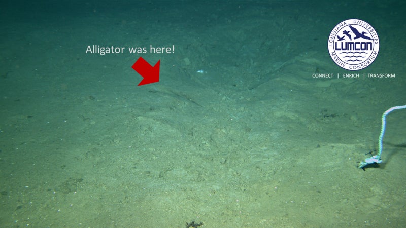 Image: Ocho días después de ser arrojado, este caimán simplemente había desaparecido