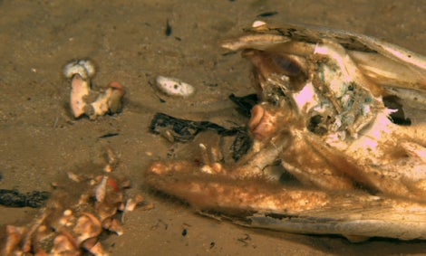 Image: Esa pelusa marrón clara es en realidad una especie recién descubierta de Osedax, un gusano devorador de huesos