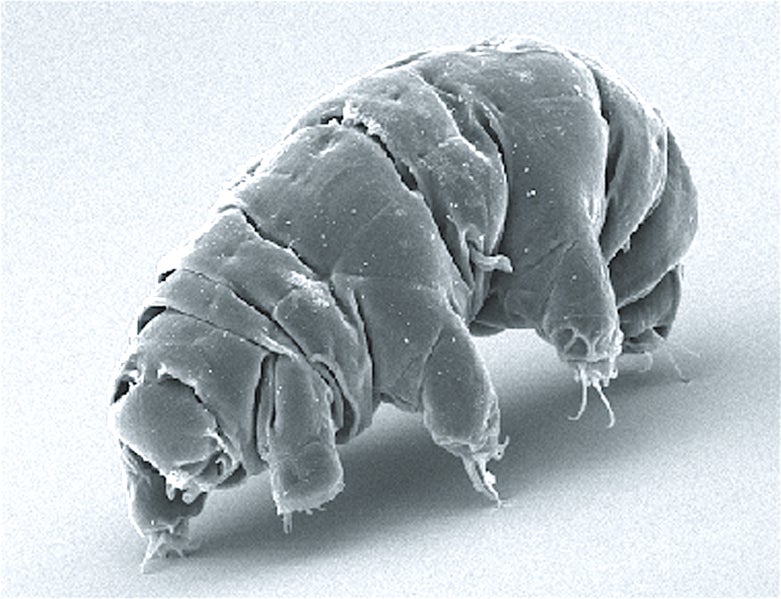 Image: Schokraie E, Warnken U, Hotz-Wagenblatt A, Grohme MA, Hengherr S, et al. (2012)