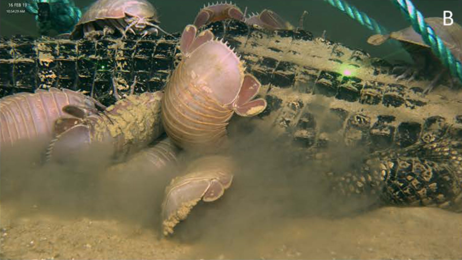 Image: Los isópodos gigantes se atiborraban de un cadáver de caimán