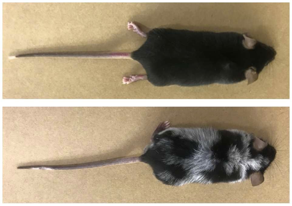 Image: Imágenes de las pruebas realizadas