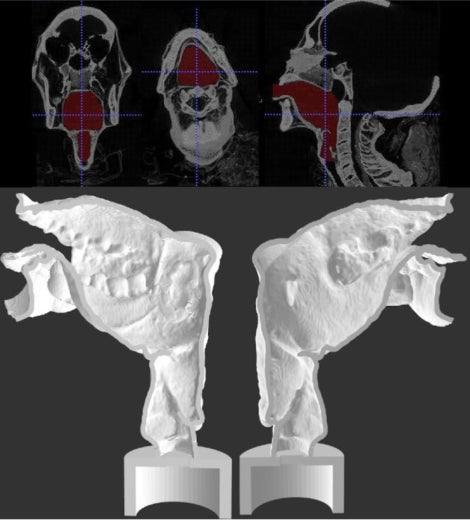 Image: Arriba: tomografías computarizadas del tracto vocal de la momia. Abajo: representación digital de las dos mitades del tracto vocal impreso en 3D