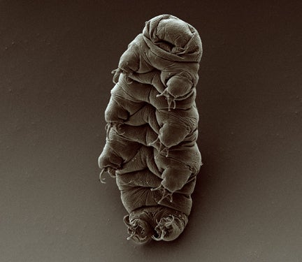 Image: Goldstein lab