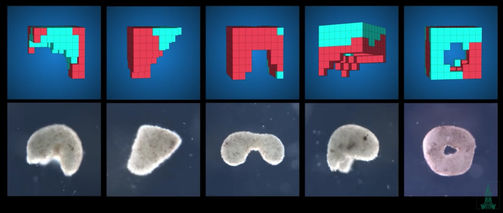 Image: Arriba: diseños xenobot generados por computadora. Abajo: los xenobots cultivados en laboratorio, hechos de células