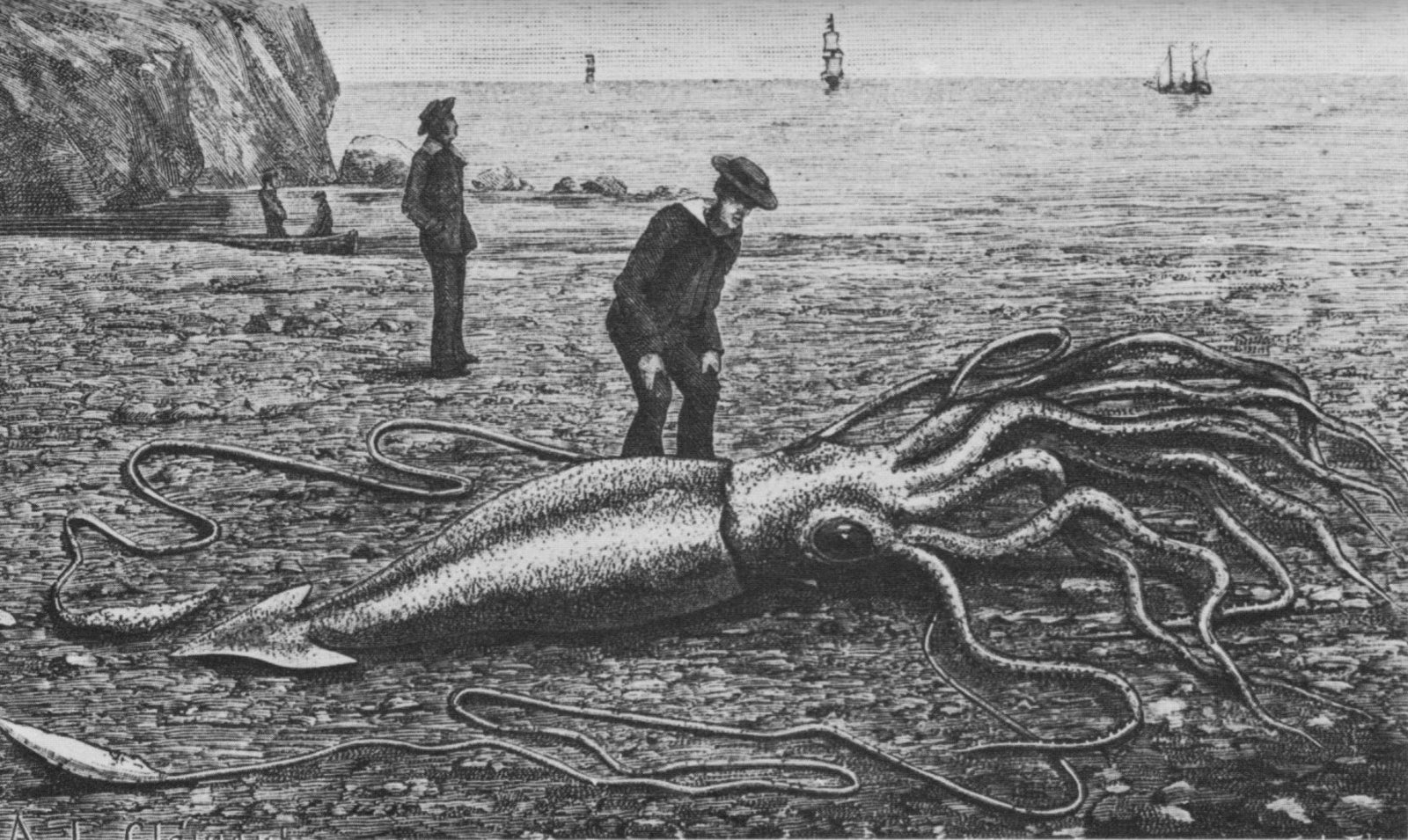 Image: Grabado de un calamar gigante varado en 1877 en Trinity Bay, Terranova