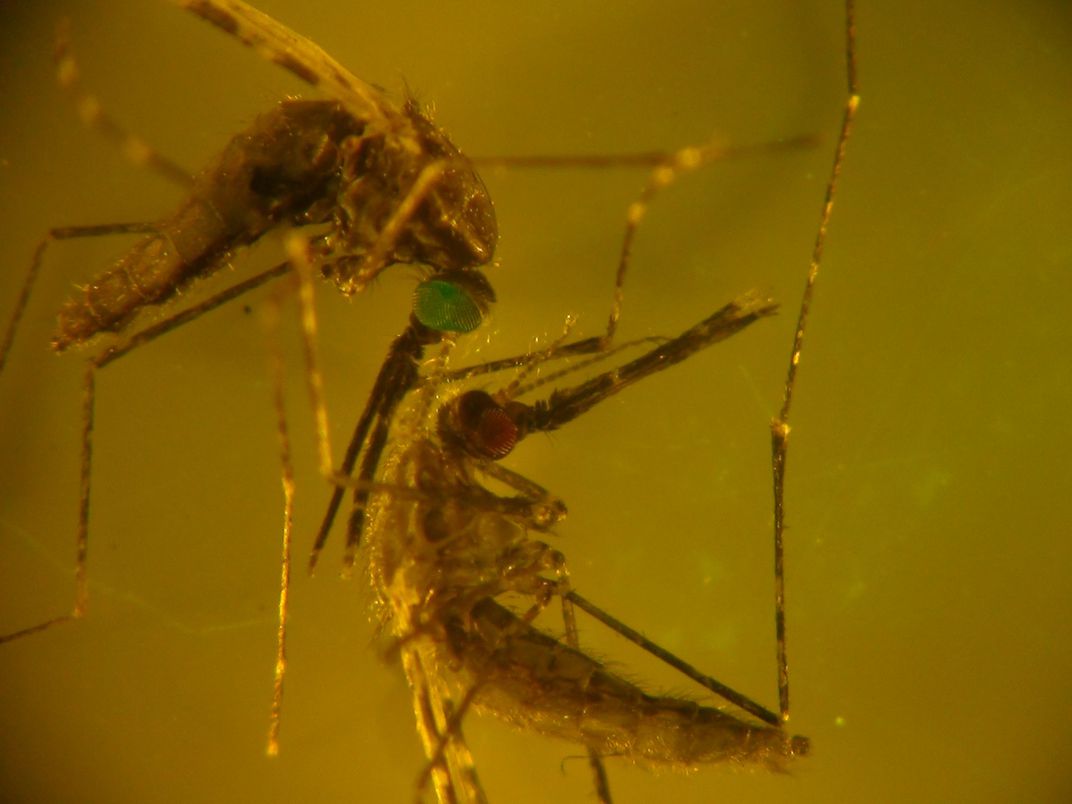 Image: Un mosquito mutante (ojos verdes) que carece del receptor IR21a, que lo ayuda a navegar hacia el calor, con un mosquito normal (ojos rojos