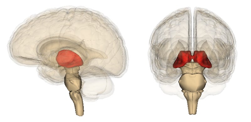 Image: La ubicación del tálamo en el cerebro humano.