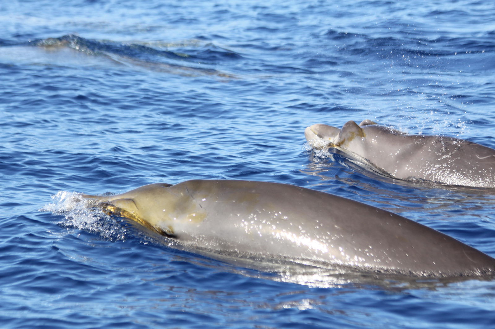 Un grupo de ballenatos hocicudos de Blainville. Imagen: J Alcazar. Univ La Laguna