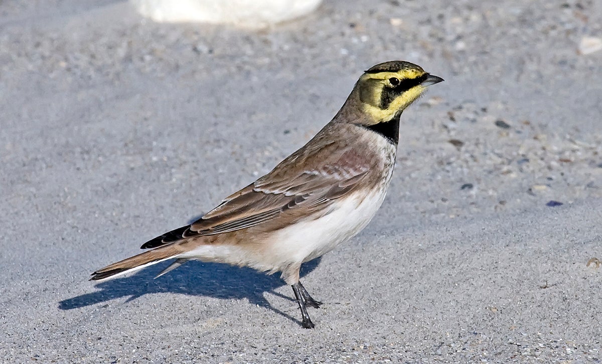 Una alondra cornuda actual.