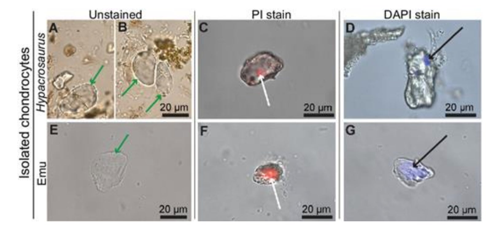 Image: Condrocitos aislados de Hypacrosaurus y su respuesta positiva a dos ensayos de ADN.