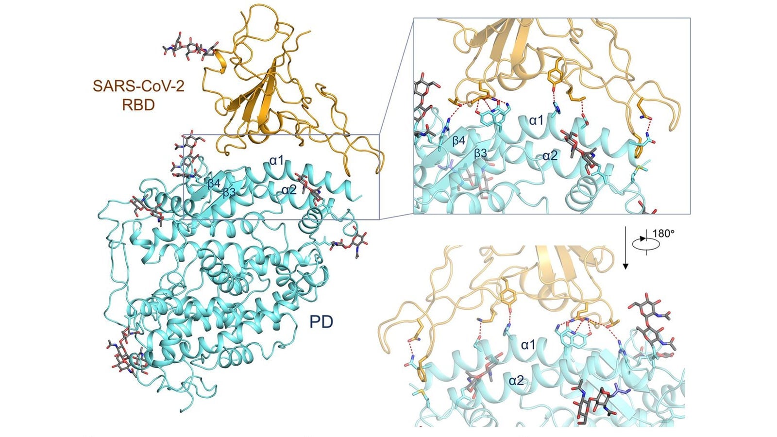 El virus SARS-CoV-2, en dorado, interactuando con parte de la proteína ACE2, en azul.