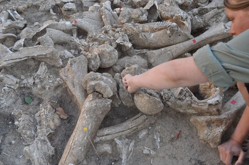 Image: Un miembro del equipo trabajando a través de un montón de huesos de mamut