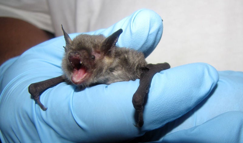 Los murciélagos son el origen más probable del coronavirus SARS-CoV-2, pero el contagio directo no está confirmado.