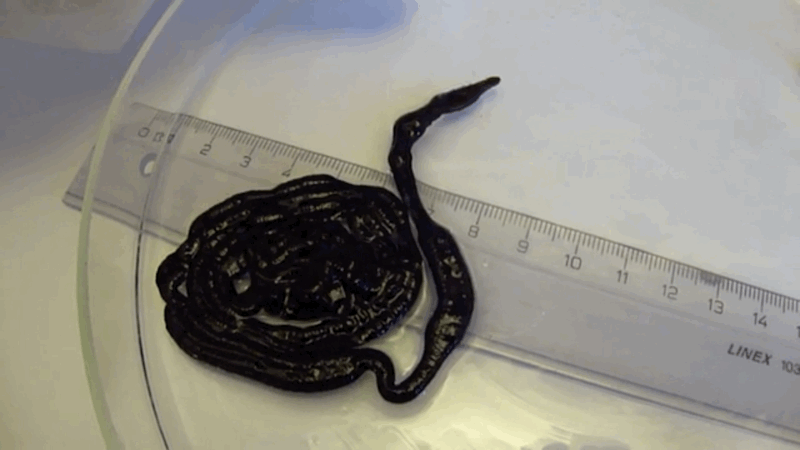 Un gusano Linaeus longissimus en laboratorio.