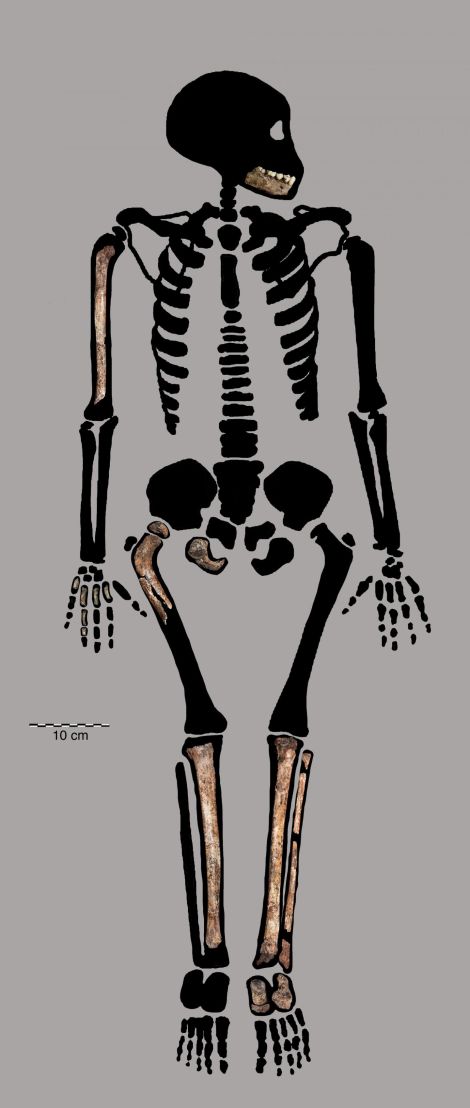 Image: El esqueleto parcial de un Homo naledi juvenil.