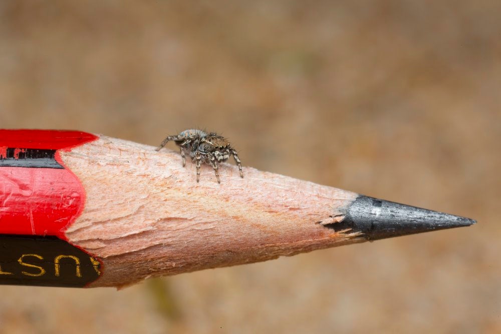 Image: M. spicatus