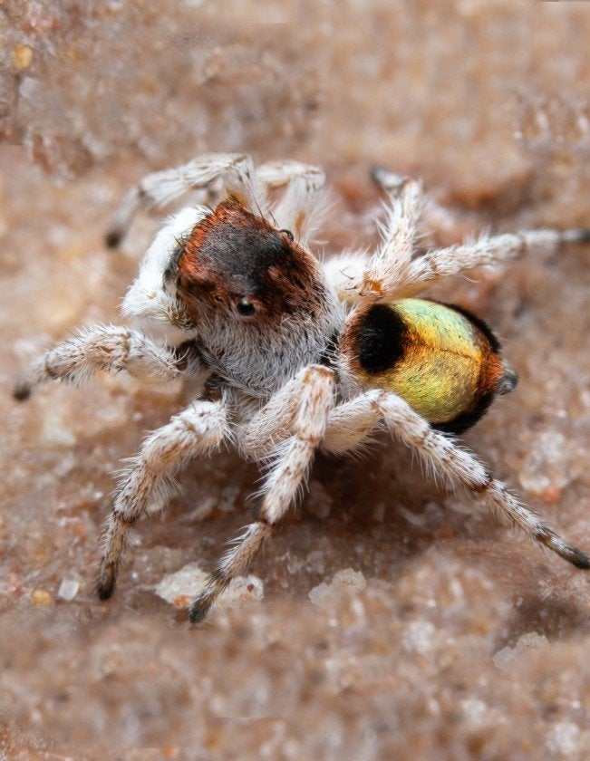 Image: M. volpei