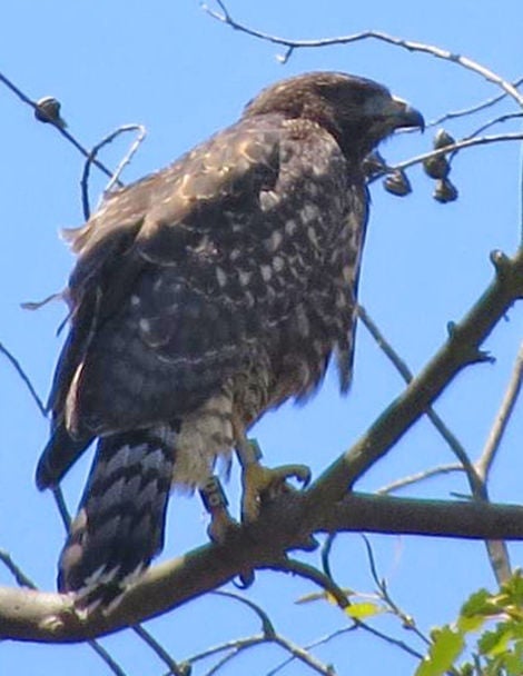 Image: El polluelo híbrido