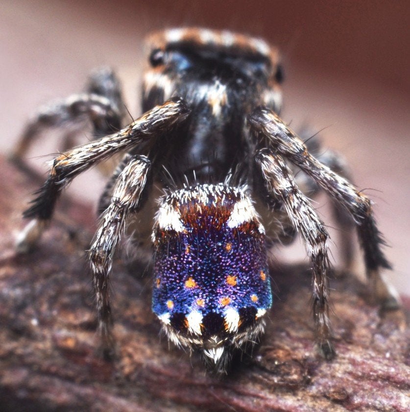 Image: M. constellatus